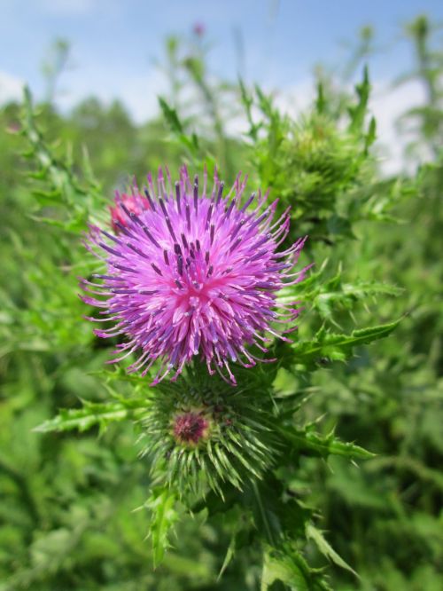 carduus acanthoides spiny plumeless thistle welted thistle