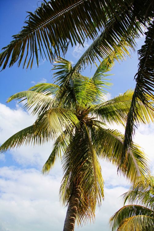 caribbean cuba palm