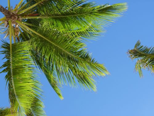 caribbean coconut trees palm
