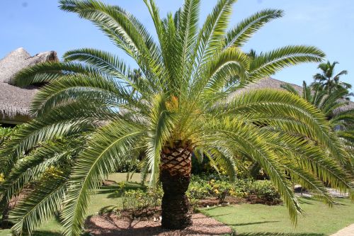 caribbean palm holiday
