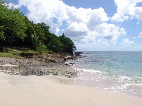 caribbean beach mabouya
