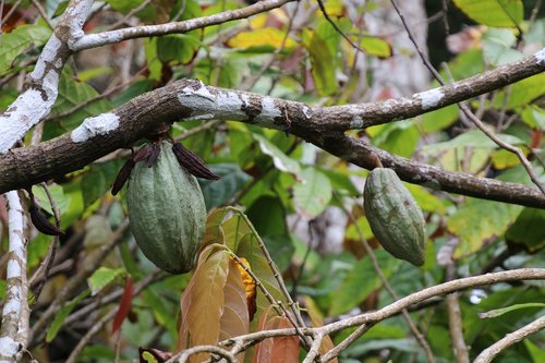 caribbean  dominica  cocoa