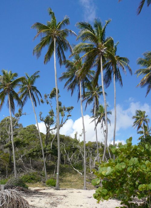 caribbean martinique nature