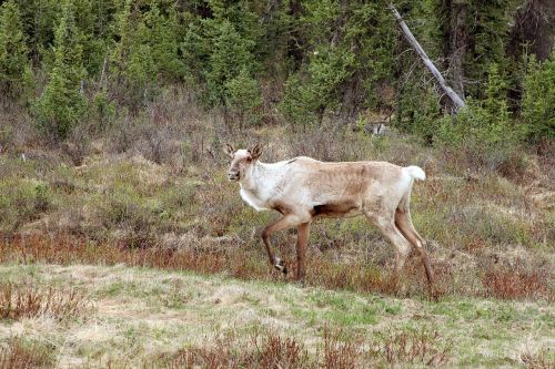 caribou animal nature