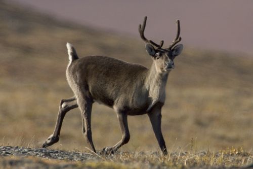caribou wildlife reindeer