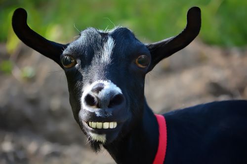 caricature goat black