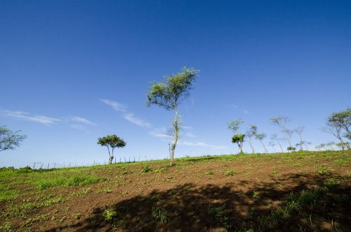 cariri leaves landscape