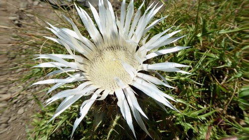 carlina  flower  thistle