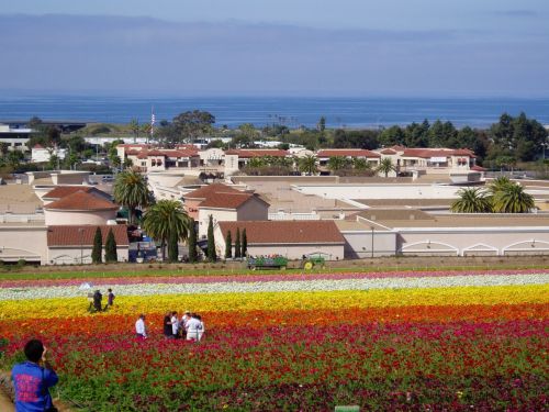 Carlsbad Flower Fields 2