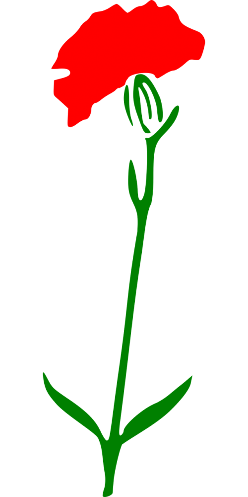 carnation flower nature