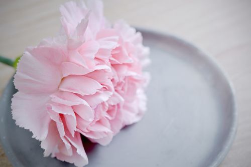 carnation flower pink
