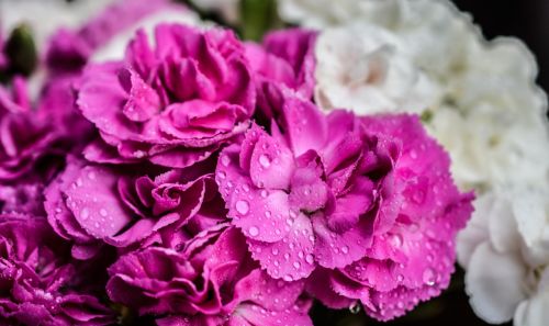 carnation flowers purple