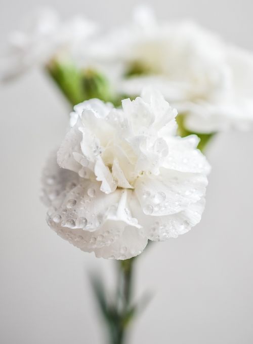 carnation white flowers