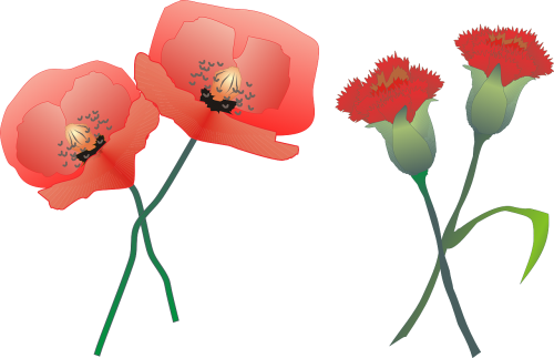 carnation poppy flower