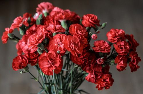 carnation flowers red