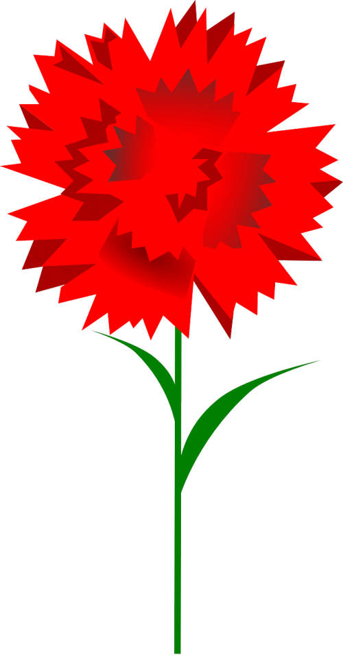 carnation flower red