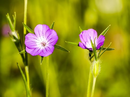 carnation plant flower