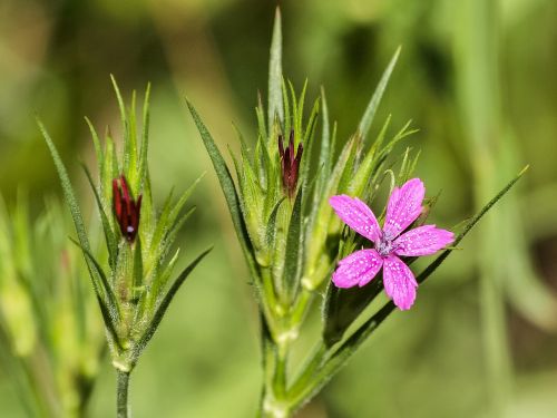 carnation flower blossom