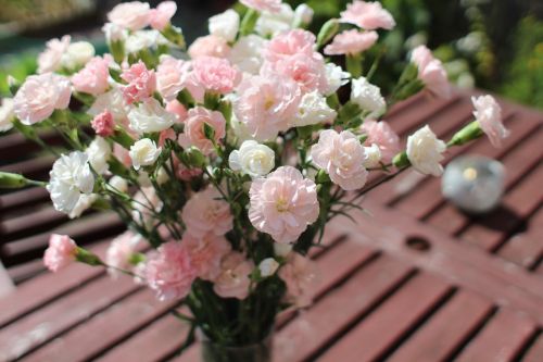 carnation pink white