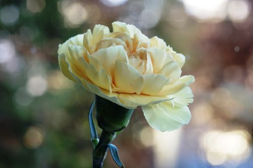 carnation flower bokeh