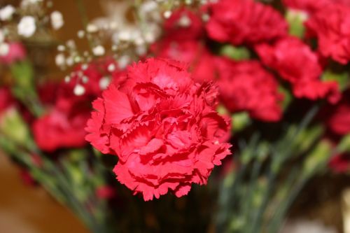 carnation flower carnations