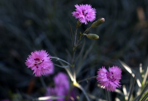 carnation flower pink