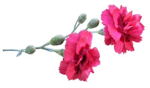 carnation stem flowers