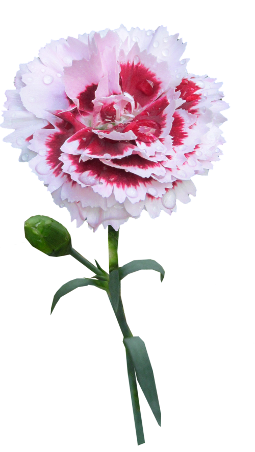 carnation stem flower