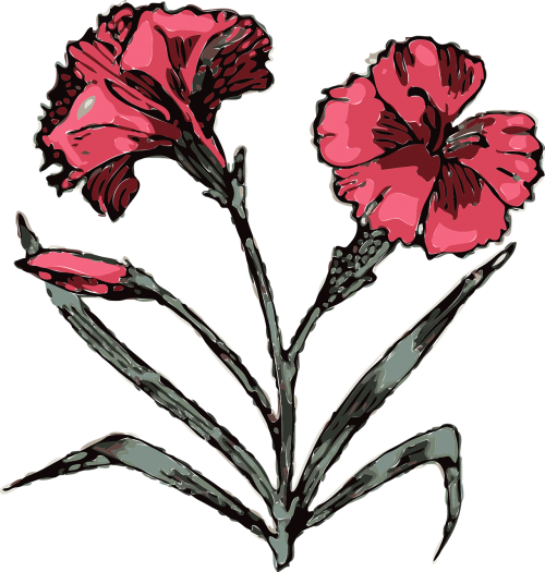 carnation flowers pink