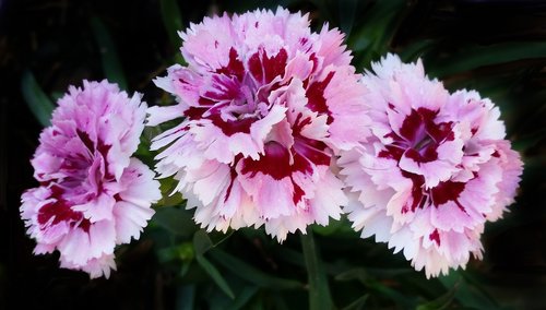 carnation  flower  flora
