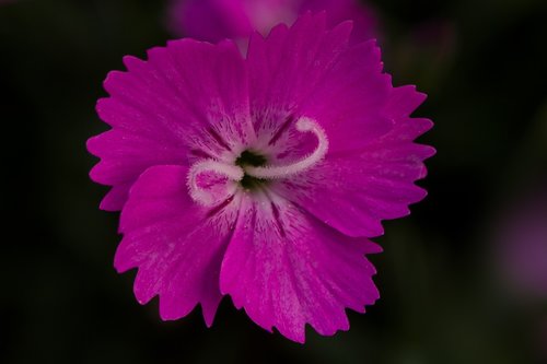carnation  pink  blossom
