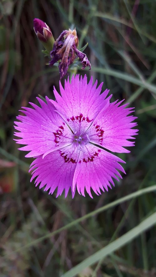 carnation  flower  pink