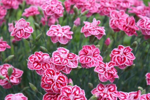 carnation pink summer