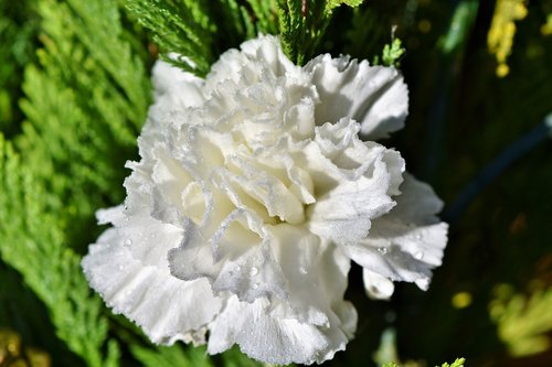 carnation  carnation flower  petals