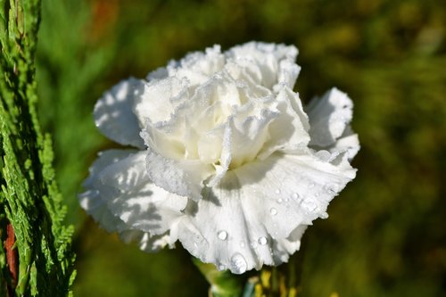 carnation  carnation flower  petals