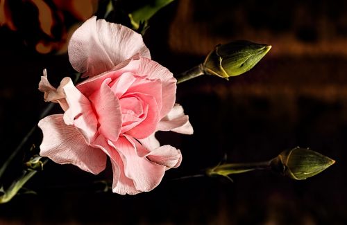 carnation pink carnation flower