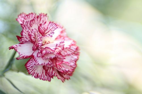 carnation flower pink