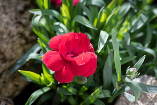 carnation  flower  blossom