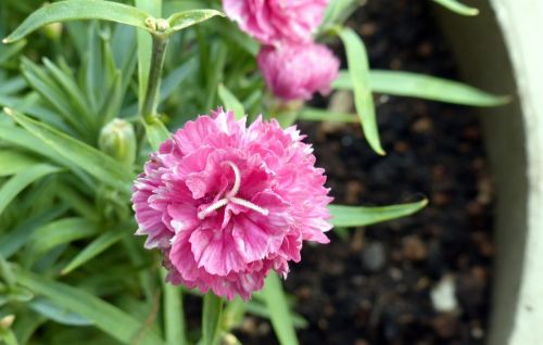carnation flowers pink