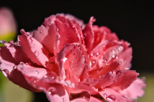 carnation  ros  white