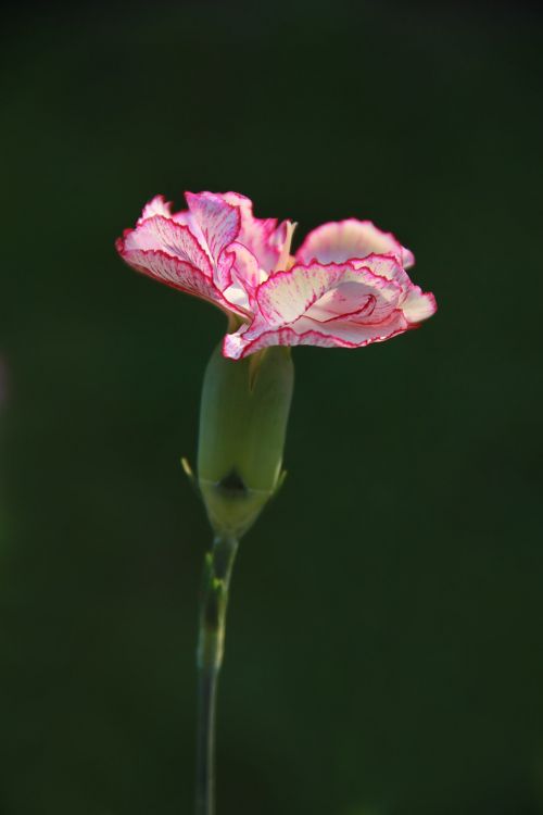 carnation pink flower