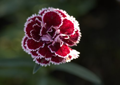 carnation  flower  coloring