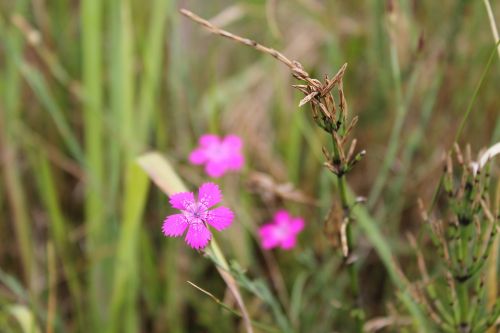 carnation blossom bloom