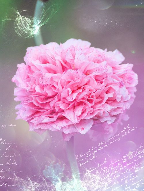 carnation pink romantic