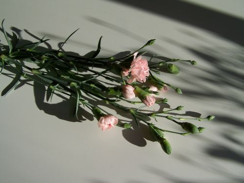 carnation pink light shadow
