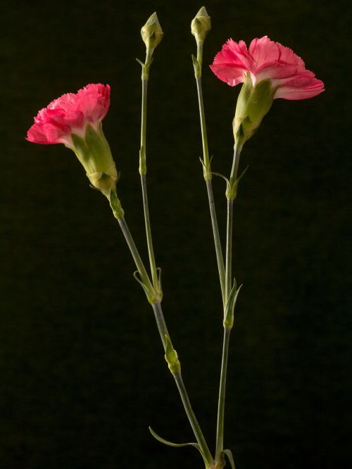 carnation flower red