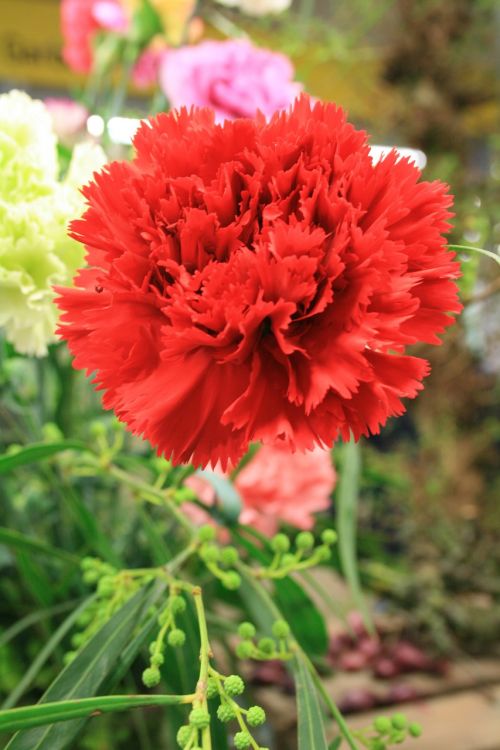 carnation dianthus red