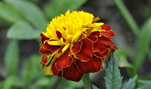 carnation plant flower