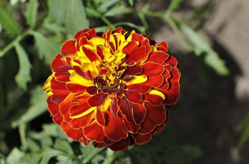 carnation plant flower