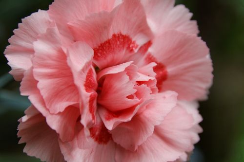 carnation flower nature